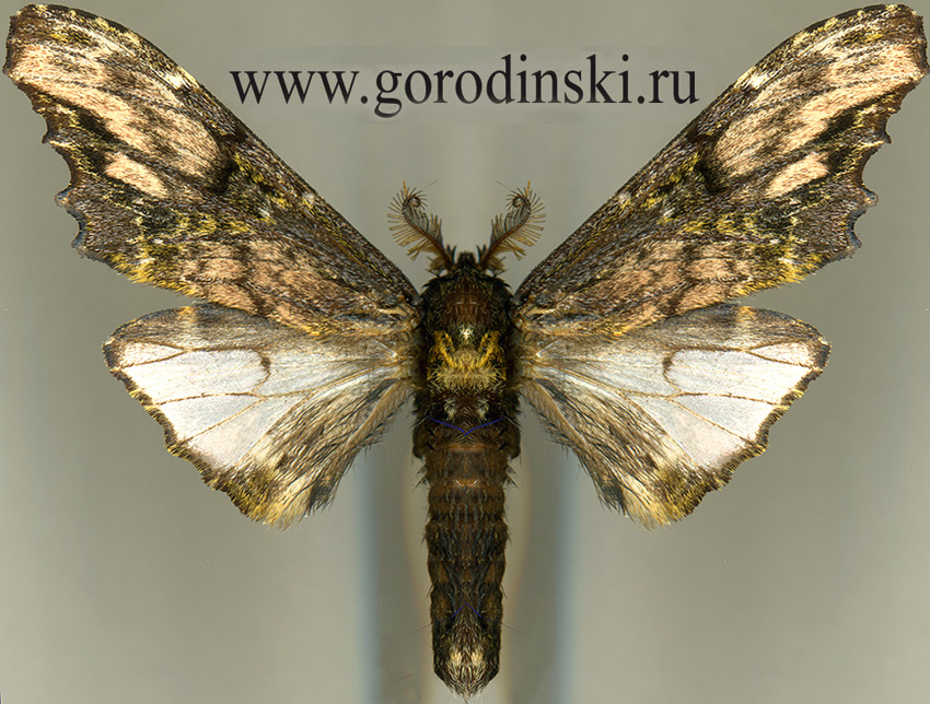 http://www.gorodinski.ru/notodontidae/Zaranga tukuringra.jpg